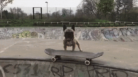 Skater Dog